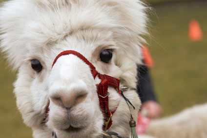 mit Lamas und Alpakas wandern