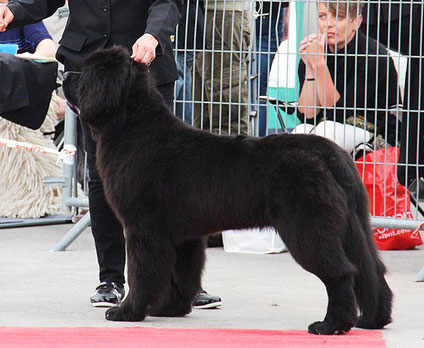 AVIGNON CACIB 08/05/14 - INGRES Classe Puppy - 2ème Très ¨Prometteur - Juge Mme Desserne