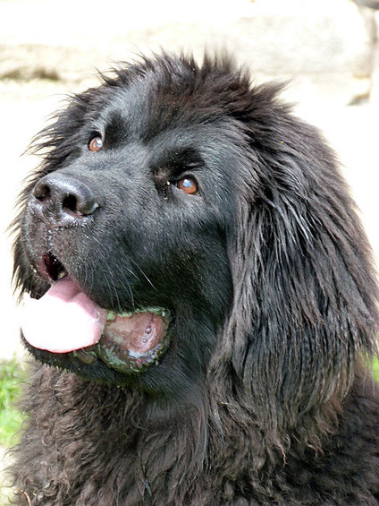 ICTINOS "Ismir" 6 MOIS