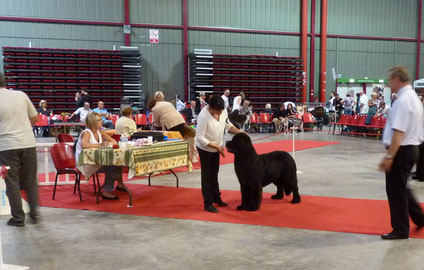 MARTIGUES CACS 27/09/14 - INGRES 10 mois Classe Jeune - 2ème Excellent Juge Mr Renaux