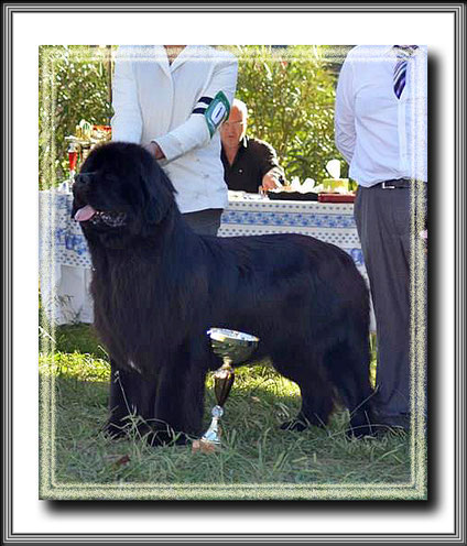 ISTRES Régionale d'Elevage 10/10/15 - INGRES 23 mois Classe INTER - 1er EX + BOB = Meilleur de Race + Réussite au TAN - Juge: Mr Steeve Walker