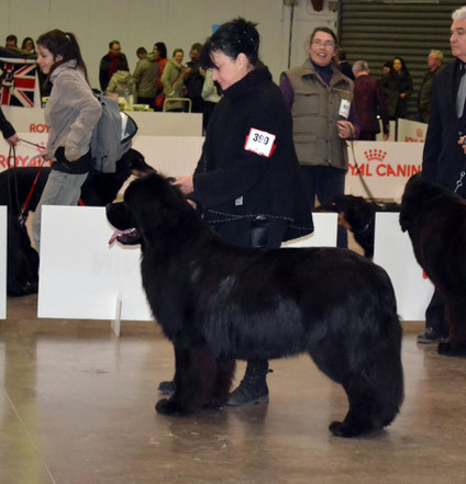 PERPIGNAN CACS 24/01/15 - INGRES 14 mois Classe Jeune 1er Ex Meilleur Jeune + BOS + 2ème au BOG - Juge: Mme Lafay