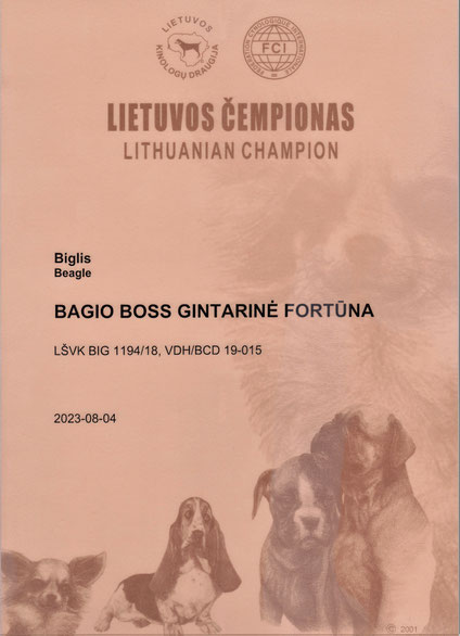 Bagio Boss Gintarine Fortuna * Lord James *, Czarnowsky , Beagle, Beagle, Beagle, Beagle, Beagle, Champions, Winner, the Best, Love, Star