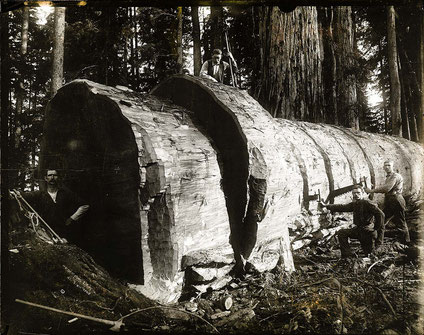 Historische Forstbilder