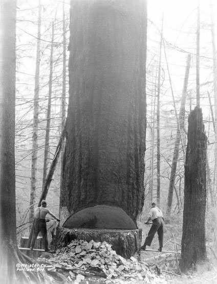 Historische Forstbilder