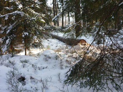 Kiefernfällung im Winter