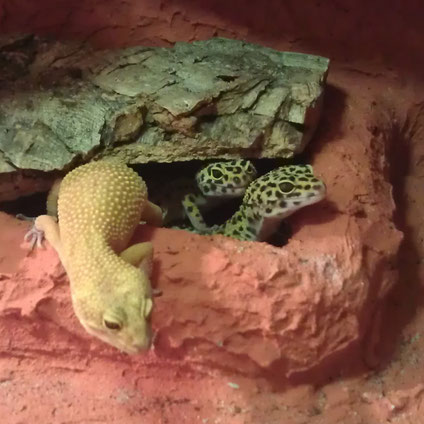 kleine Gruppe weiblicher Leopardgeckos