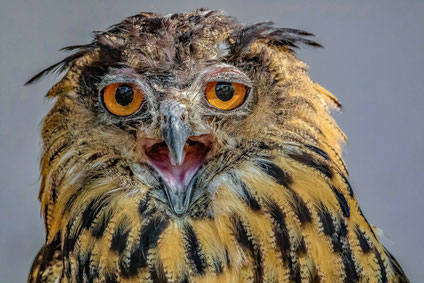 Jubger Uhu # close-up # Portrait