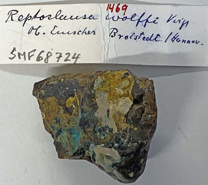 Senckenberg, Bryozoa, Bryozoen, Moostierchen, Sammlung Voigt