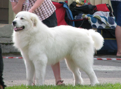 Neesu in Luige National show winning BOB and Best in Group 1st