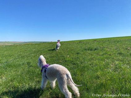 17.04.2025 : sur les hauteurs de Forbach