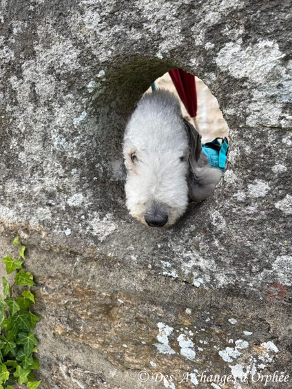 R'mès sur les remparts de Vannes