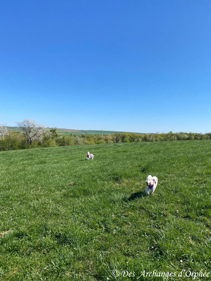 17.04.2025 : sur les hauteurs de Forbach