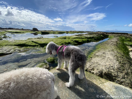 R'mione - Larmor Plage