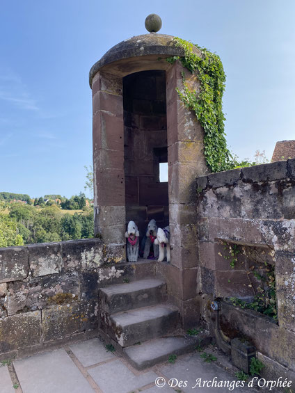 Chateau de La Petite Pierre - les sentinelles = R'mione, Olga & Pashmina