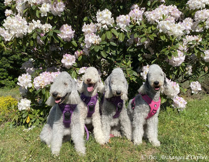 Jaslane, Pashmina, Olga & R'mione.