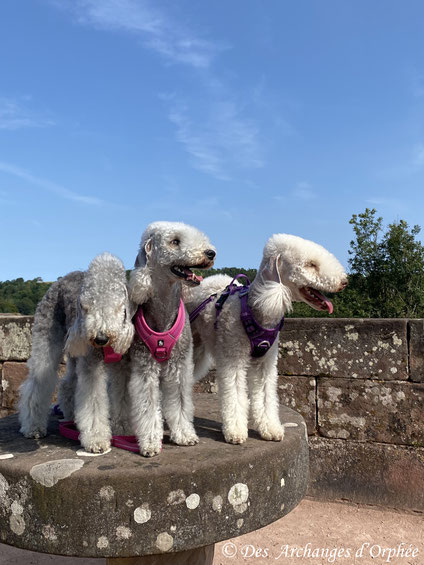 Chateau de La Petite Pierre - Olga, R'mione & Pashmina