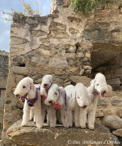 Prats de Mollo : Pashmina, Olga, R'mione, J'Altaïr & Roméo