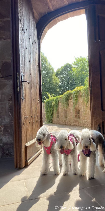 Chateau de La Petite Pierre - Olga, R'mione & Pashmina