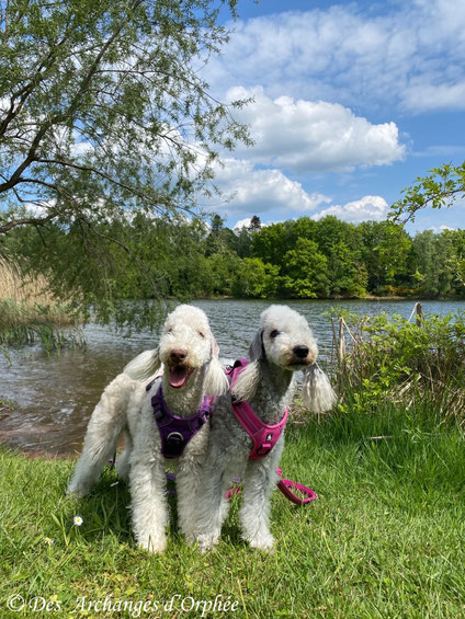 08.05.2025 : Pashmina & R'mione au lac de Losheim am See