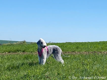 17.04.2025 : R'mione sur les hauteurs de Forbach