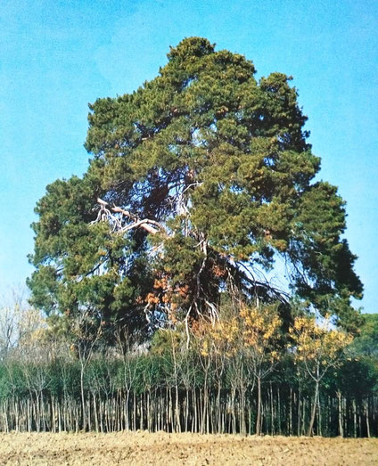 Pino Brutia del Vivero III. Aranjuez. Árbol Singular de la Comunidad de Madrid