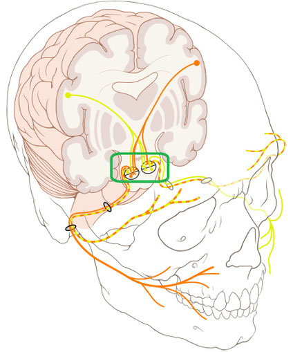 By Patrick J. Lynch, medical illustrator CC2.5 angepasst sho