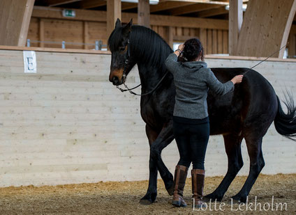 Especially when the exercises advance, the horse should show an attantive, but open face.