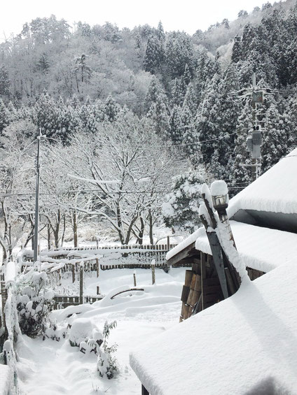 初雪こんこん。根雪にはならないでしょう。@2014.12.6