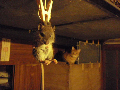 猫の獲ったネズミを洗濯ばさみで吊るし上げ。かわいいので栗の木の下に放す。