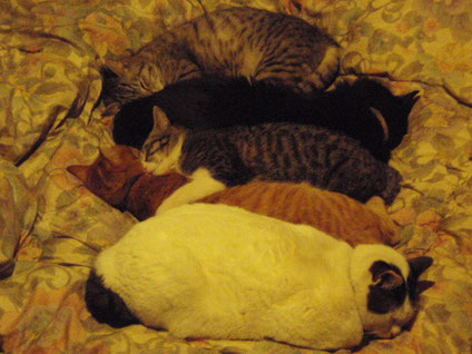 ５猫いっしょにお昼寝中