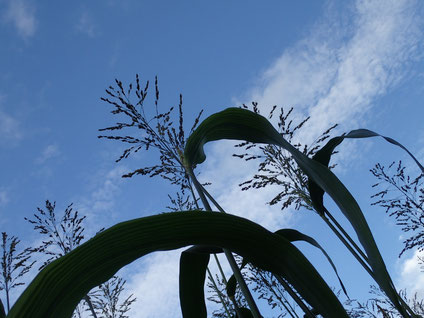 田植えの苗くらいだった小さなタカキビが、またたく間に２ｍを超して空を仰いでいる。私よりもずっと高いところで。@2015.8.16