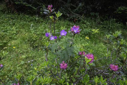 Bild: Auf der Fahrt zum Pic du Midi de Bigorre, hier Flora