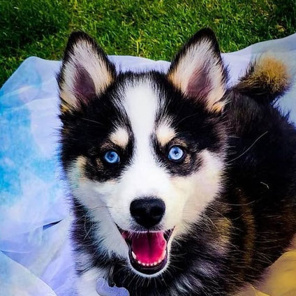 Pango, pomsky F2, né chez nous le 5 Février 2019