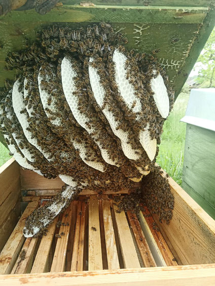 Hier hat die Imkerin vergessen, Waben in den Kasten zu hängen. Den Bienen ist es egal. Sie kleben ihre Waben einfach an den Deckel.