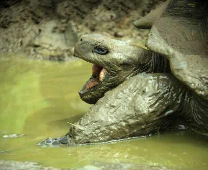 Giant turtle in the Galapagos Island opening its mouth 