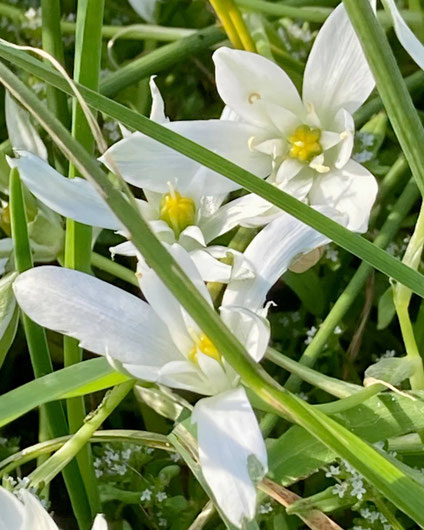 Véronique Bouvier, Fleur de Bach a Tours - annuaire des therapeutes en touraine val de loire