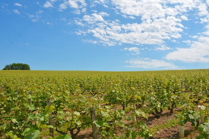 atelier-accolage-vignes-Vouvray-Touraine-Val-de-Loire-Rendez-Vous-dans-les-Vignes-Myriam-Fouasse-Robert