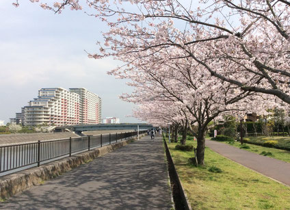 浦安市境川沿い桜なみき