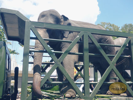 Elefant wird transportiert