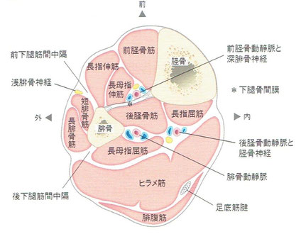 「人体の正常構造と機能」より