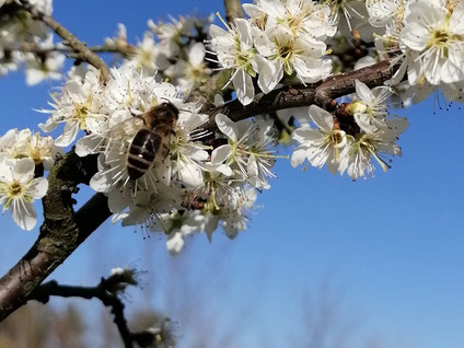 abeille noire Apis mellifera mellifera, fleurs de pruniers, Prunus ssp ciel bleu, mois de mars Wallonie