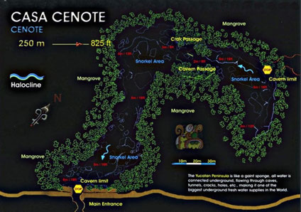 Mexique, Yucatan : plan du Casa cénote ou cénote Manati, près de Tulum, connu pour son crocodile