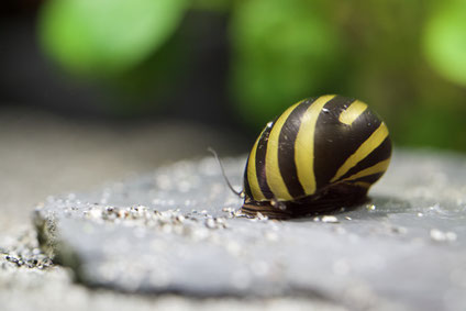 Zebra Rennschnecke im Aquarium auf einer Schieferplatte sitzend