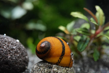 O-Ring Rennschnecke auf einen Stein mit einer Bucephalandra Pflanze im Hintergrund