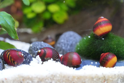 Fünf Rote Rennschnecken im Aquarium auf Pflanzen und Steinen
