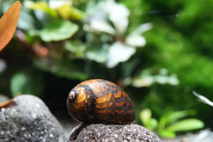Batik/Mosaik Rennschnecke im Aquarium mit einer Bucephalandra Pflanze im Hintergrund