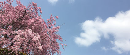 ピンクのしだれ桜と青空の写真