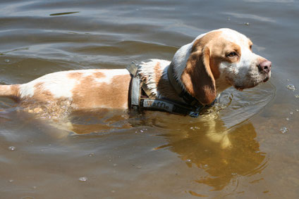 Waffle schwimmt das erste Mal, Beagletrainingswoche in Mähring, Foto: Andreas Bumb