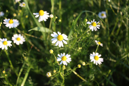 Chamomile (Matricaria chamomilla) Skin Problems Upset Stomach